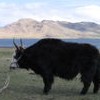 China Goldreise - W&uuml;ste Gobi und innere Mongolei